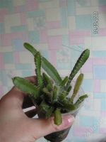 Лот: 1830148. Фото: 2. Пытахайя (плодоносящий кактус). Комнатные растения и уход