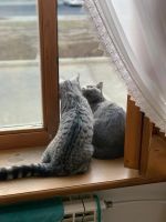 Лот: 14992579. Фото: 5. Натуральный корм для кошек и котов...