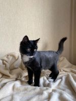 Лот: 20977824. Фото: 2. Котенок ищет дом. Животные и уход