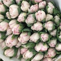 Лот: 15585125. Фото: 9. Тюльпаны Пиони-Коламбус / из Голландии...