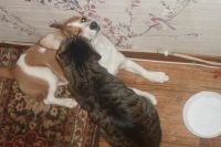 Лот: 3562031. Фото: 2. Отдам собаку в хорошие, добрые... Животные и уход