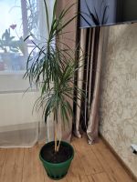 Лот: 15323821. Фото: 4. Продам Пальму "Драцена". Красноярск