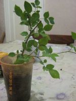 Лот: 5955141. Фото: 3. роза малиновая комнатная. Растения и животные