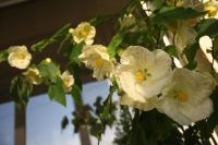 Лот: 4213324. Фото: 2. Абутилон Бэлла сорт Невеста. Комнатные растения и уход