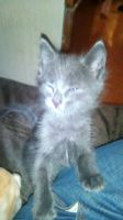 Лот: 12124688. Фото: 2. Котята. Животные и уход