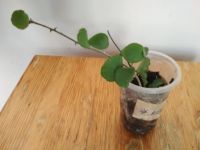 Лот: 5960253. Фото: 2. Хойя каньякумаринская./Hoya kanyakumariana. Комнатные растения и уход