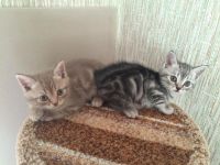 Лот: 5678880. Фото: 6. Британские мраморные котята