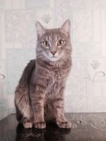 Лот: 6651617. Фото: 2. Молодой кот, 1,5 года, кастрирован... Животные и уход