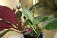 Лот: 4399067. Фото: 4. 2 глоксинии в одном горшке (зацветают... Красноярск