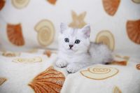 Лот: 8100450. Фото: 6. Продам британского котенка - мальчик...