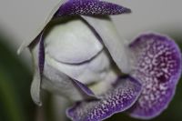 Лот: 3888340. Фото: 2. глоксиния синий крап (зацветает... Комнатные растения и уход