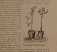 Лот: 15574811. Фото: 6. Геедерфер М. Комнатное садоводство...