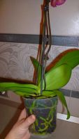 Лот: 5300907. Фото: 6. Орхидея фаленопсис F20(отцветает...