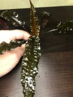 Лот: 18356010. Фото: 3. Криптокорина Гудоро / ( Cryptocoryne... Растения и животные