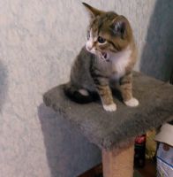 Лот: 19567487. Фото: 5. Котенок девочка 3 мес.в самые...