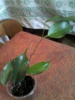 Лот: 12045894. Фото: 2. экзотик........... Комнатные растения и уход