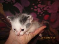 Лот: 3910857. Фото: 6. коты одномесячные