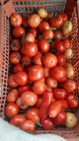 Лот: 10094897. Фото: 2. помидоры свои, красные, ведро... Продукты