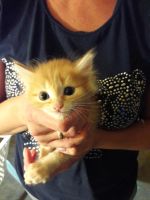 Лот: 8047772. Фото: 3. Отдадим котят. Растения и животные