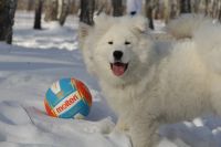 Лот: 3775051. Фото: 5. Щенки Самоедской собаки (Самоед...