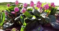 Лот: 10332718. Фото: 2. Бадан (Bergenia crassifolia) Лист... Медицина