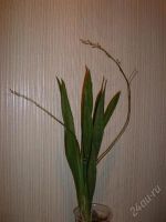 Лот: 1225368. Фото: 2. Орхидея онцидиум цветет. Комнатные растения и уход