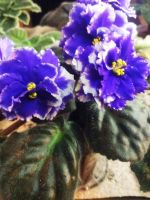 Лот: 11474023. Фото: 2. Фиалка ЕК-Властелин Колец ( лист... Комнатные растения и уход