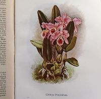 Лот: 16817288. Фото: 10. Чарльз Дарвин. Иллюстрированное...