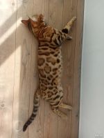 Лот: 18218259. Фото: 7. Мальчик минк сепия 24.09.21