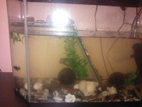 Лот: 6623870. Фото: 3. Красноухая пресноводная черепаха. Растения и животные