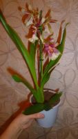 Лот: 6392282. Фото: 3. орхидея (камбрия) отцветает. Растения и животные