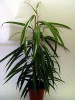 Лот: 1082118. Фото: 2. Фикус Биннедика (Фикус иволистный... Комнатные растения и уход