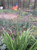 Лот: 7853574. Фото: 2. Лилейник оранжевый. Семена, рассада, садовые растения