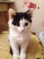 Лот: 6069200. Фото: 6. Ласковый, игривый котенок!!!