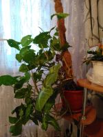 Лот: 16086211. Фото: 2. Сингониум без горшка. Комнатные растения и уход