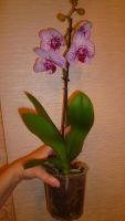 Лот: 6634736. Фото: 5. орхидея фаленопсис F7(цветёт)