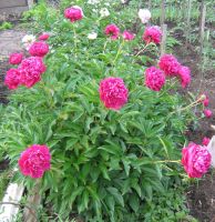 Лот: 4464023. Фото: 2. Пион бардовый. Корни. Семена, рассада, садовые растения