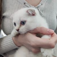 Лот: 20352824. Фото: 2. Шотландский Вислоухий котёнок. Животные и уход
