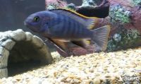 Лот: 16453972. Фото: 3. Псевдотрофеус трофеопс (Pseudotropheus... Растения и животные