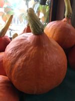 Лот: 18085627. Фото: 3. Тыква оранжевая. Красноярск