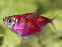 Лот: 10409209. Фото: 3. тернеция фиолетовая. Растения и животные