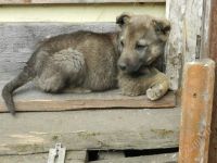 Лот: 2780699. Фото: 2. чудесные щенки). Животные и уход