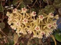 Лот: 1628337. Фото: 3. Hoya curtisii - Хойя куртиси... Растения и животные