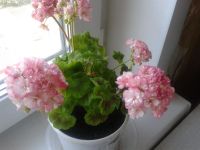 Лот: 9172824. Фото: 2. Пеларгония зональная Unicorn Monday... Комнатные растения и уход