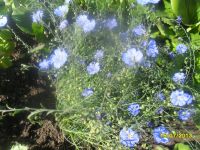 Лот: 5287558. Фото: 2. ленок голубой многолетний. Семена, рассада, садовые растения