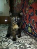 Лот: 12134015. Фото: 3. Котята. Растения и животные