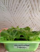 Лот: 23116925. Фото: 4. Фиалка сортовая. Красноярск