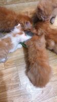 Лот: 17110458. Фото: 4. котята рыжие мальчики. Красноярск