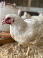 Лот: 16045524. Фото: 5. Тушка цыплёнка бройлера домашнего