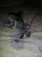 Лот: 9759163. Фото: 2. Остался прямоухий мальчик) Хороший... Животные и уход